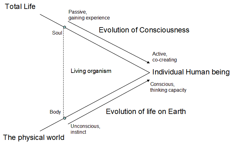 Evolution living organism